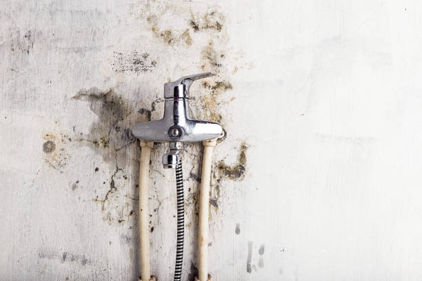 Best Fast Mold Removal  in Lonoke, AR