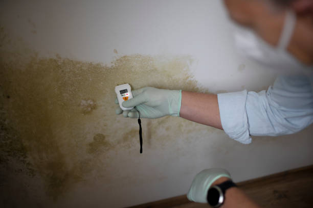 Office Mold Removal Services in Lonoke, AR