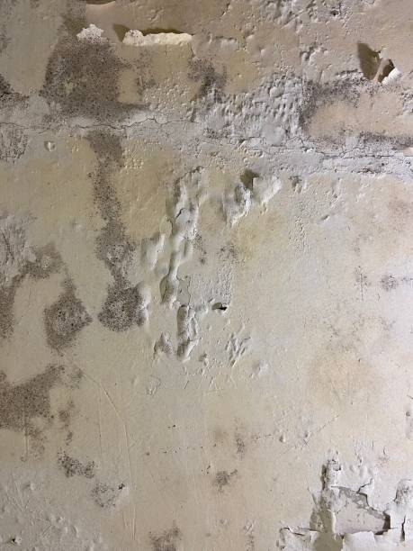 Best Home Mold Removal  in Lonoke, AR