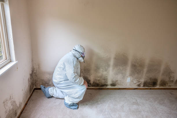 Best Toxic Mold Removal  in Lonoke, AR