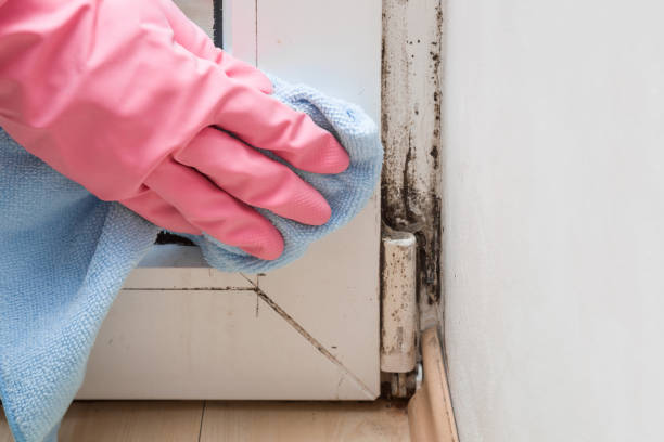 Best Residential Mold Removal  in Lonoke, AR